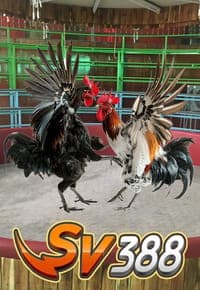 SV388